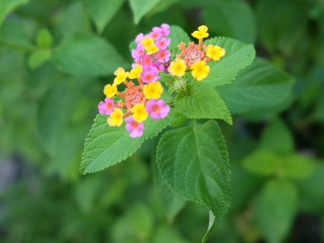 【春天好去處】佐敦谷公園：山上綠洲，城裡忘憂❤️