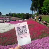 Chichibu Shibazakura ชิบะ ซากุระ สวยงามหวานละมุน