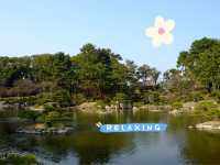 【日本廣島景點】縮景園之三：除了日櫻🌸還有限定活動：夜櫻🌸被夜櫻埋沒的縮景園更令人陶醉🌸
