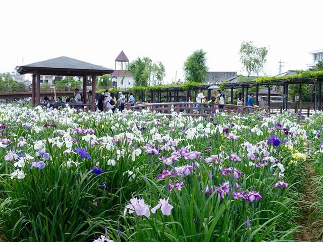 茨城水鄉潮來花菖蒲祭