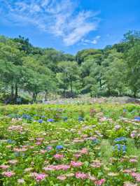 【静岡】期間限定開園‼️ゆりと紫陽花をセット堪能できるスポットを紹介🔍※豪華なフォトコン情報付き