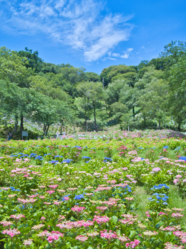 【静岡】期間限定開園‼️ゆりと紫陽花をセット堪能できるスポットを紹介🔍※豪華なフォトコン情報付き