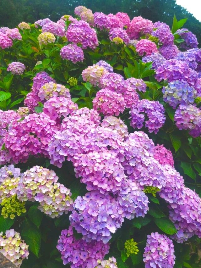 【京都/人気スポット】２万株の紫陽花！ハートの紫陽花❤️を探せ！京都、1.2を荒らそう激混みスポット