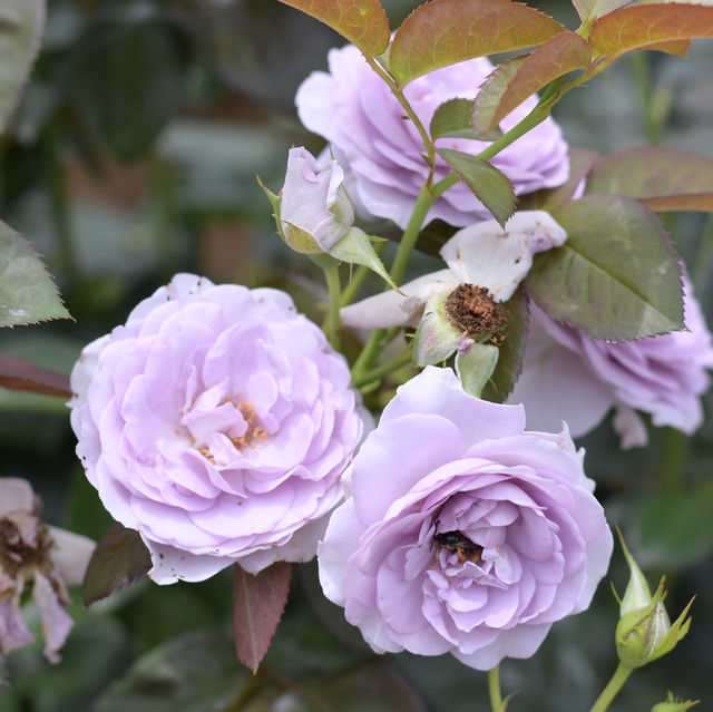 【Tokyo🇯🇵】神代植物公園🌹🌹