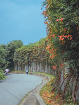 아무도 모르는 능소화 담벼락이 있는”안산 반월정수장”