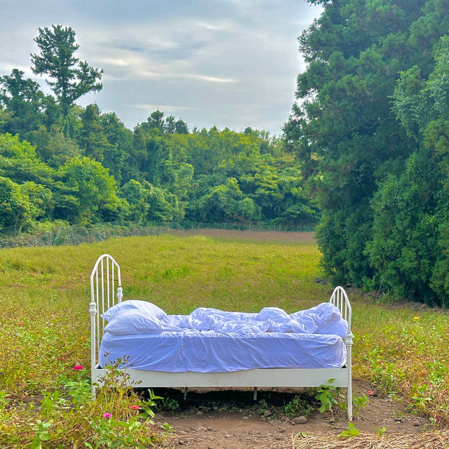 제주 숲속에 위치한 이상한 나라의 앨리스 감성카페 🌿 
