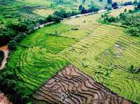 Rừng thông Măng Đen