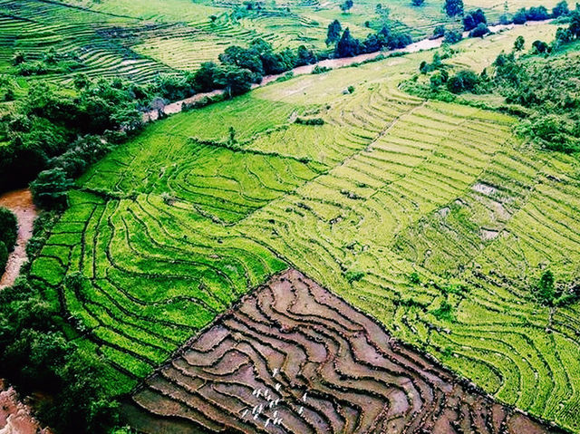 Rừng thông Măng Đen