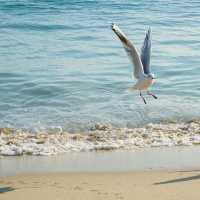 Haeundae: Discovering Busan's Vibrant Coastal Gem