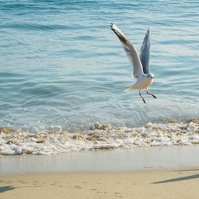 Haeundae: Discovering Busan's Vibrant Coastal Gem