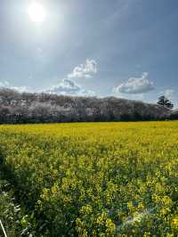 〜埼玉県〜日本一！？天国すぎる花畑✨桜×菜の花