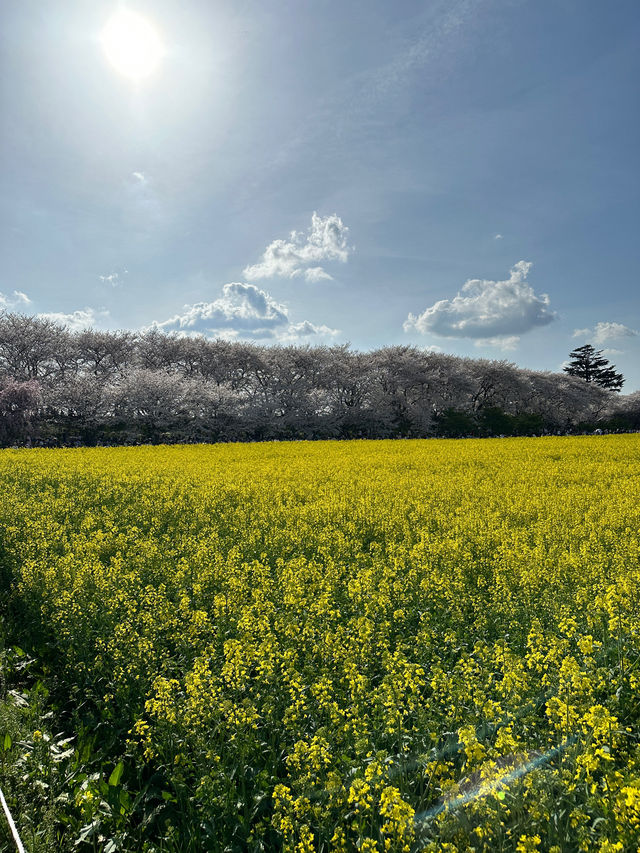 〜埼玉県〜日本一！？天国すぎる花畑✨桜×菜の花