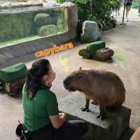 ไอเดียใหม่ ที่เที่ยวสิงคโปร์ river wonder