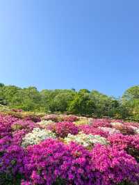 【福井】🌸 鯖江の西山公園でつづじ祭りを満喫！🌸 