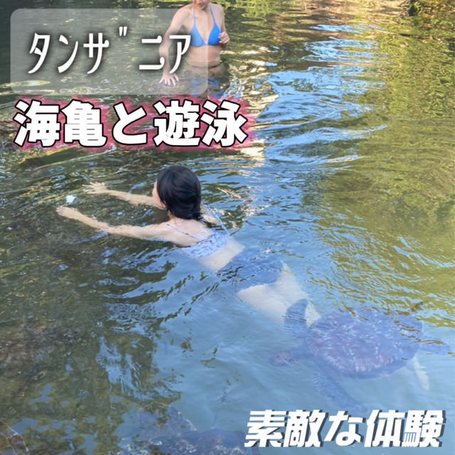 海亀と遊泳体験🐢💚