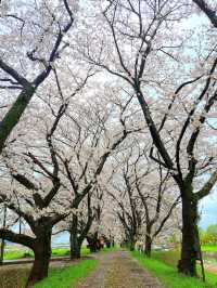 【福岡県うきは市：流川の桜並木】春の訪れを感じる絶景桜の並木道🌸