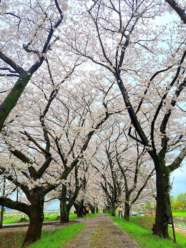 【福岡県うきは市：流川の桜並木】春の訪れを感じる絶景桜の並木道🌸