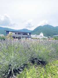 【河口湖】大石公園：薰衣草花海，富士山河口湖美景