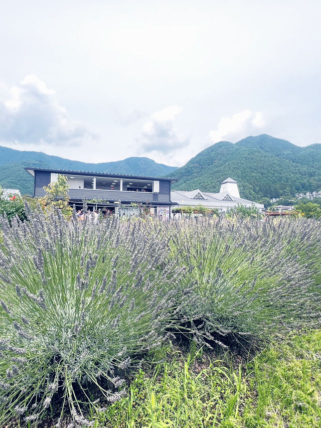 【河口湖】大石公園：薰衣草花海，富士山河口湖美景
