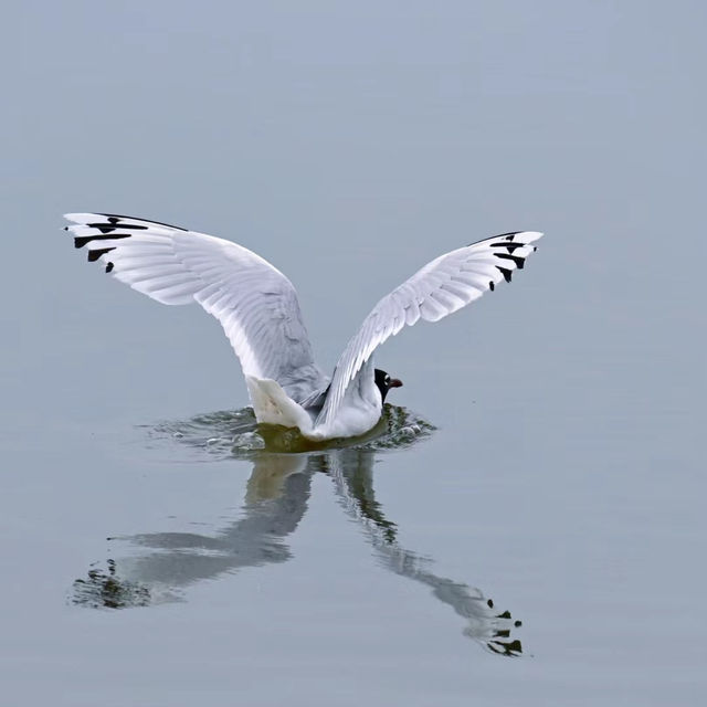托定咸濕地：觀鳥絕佳場所