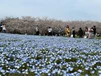 🇯🇵 福岡🌸 粉紅櫻花和藍色花的完美組合 💙💗