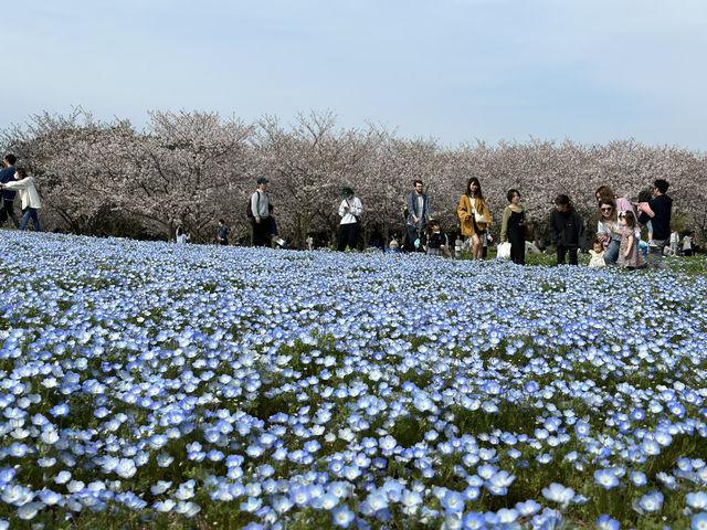 🇯🇵 福岡🌸 粉紅櫻花和藍色花的完美組合 💙💗