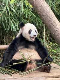 🐻‍❄️🌸에버랜드로 귀여운 판다 구경가요 