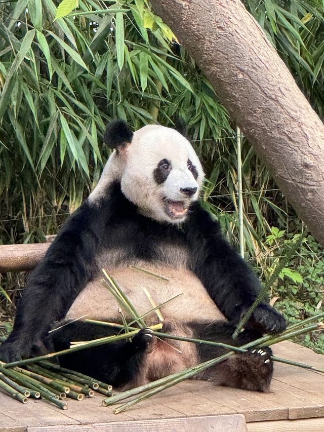 🐻‍❄️🌸에버랜드로 귀여운 판다 구경가요 
