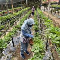🇲🇾 Brinchang, Cameron Highlands : 2D1N Escape