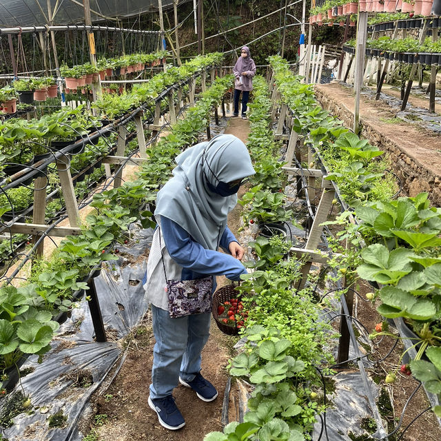 🇲🇾 Brinchang, Cameron Highlands : 2D1N Escape