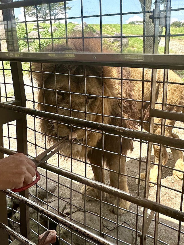 九州自然動物公園-坐可愛「叢林巴士」，與野生猛獸零距離接觸