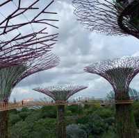 濱海灣花園天空步道-超級樹