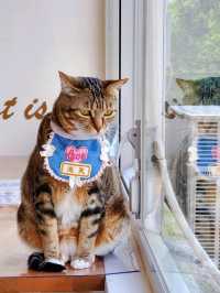 Cat Tea Room 貓之茶房🐱☕️ 尖沙咀分店