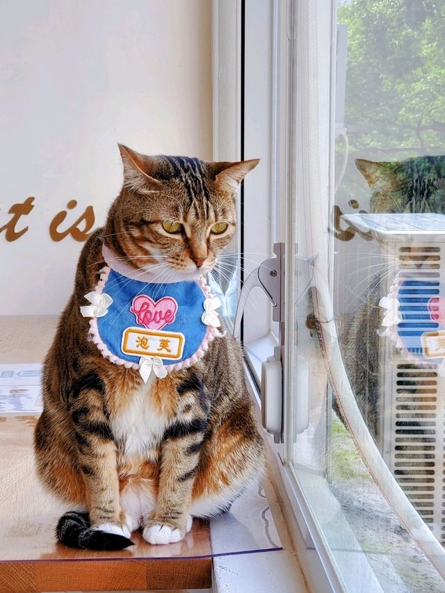 Cat Tea Room 貓之茶房🐱☕️ 尖沙咀分店