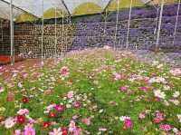 Flowers blooming at Flora Park, Cameron Highlands