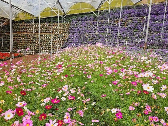 Flowers blooming at Flora Park, Cameron Highlands