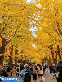 賞銀杏最佳景點：北海道大學銀杏併木大道