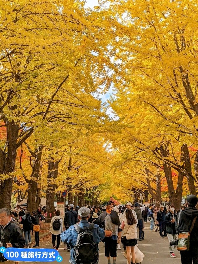 賞銀杏最佳景點：北海道大學銀杏併木大道