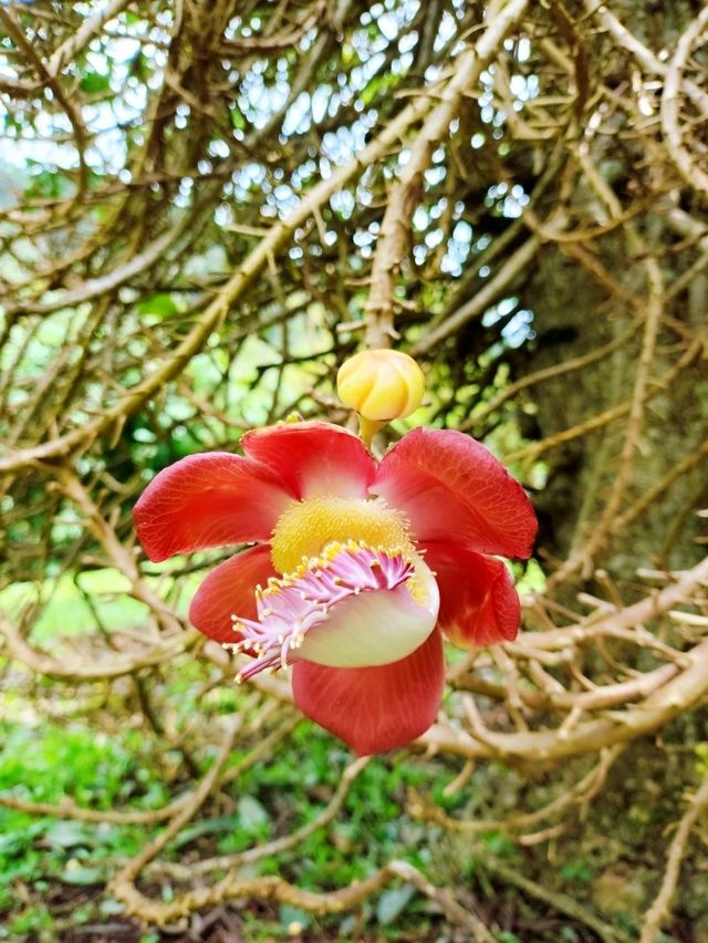 Enjoying Penang Botanic Gardens 