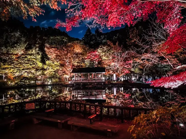 [名古屋]期間限定！像萬花筒一樣✨美麗的秋葉倒映在水面上