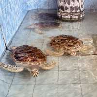 Pusat Hiasan Ikan, Port Dickson – A Hidden Gem for Marine Lovers