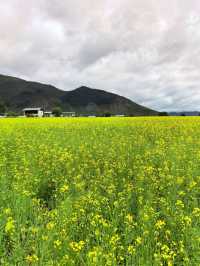 Living in My Dream of Canola Flower Field in Shangri-La