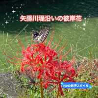 知多半島の旅　ごんの里にある矢勝川堤沿いの彼岸花