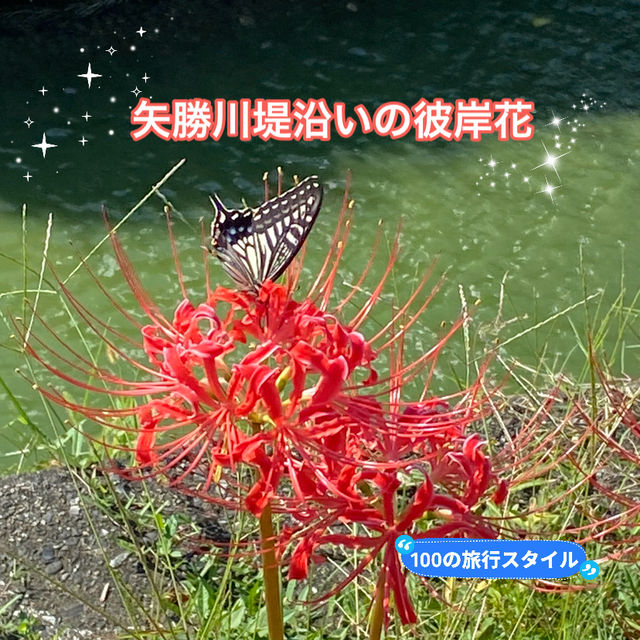 知多半島の旅　ごんの里にある矢勝川堤沿いの彼岸花