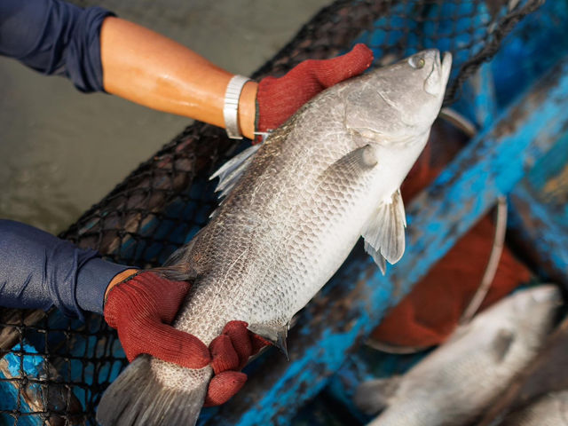"ปลากะพงสามน้ำ" 🐟