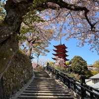 Island of Wonder: Exploring the Beauty and Charm of Miyajima!