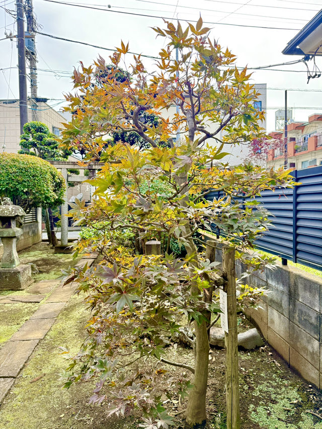 【埼玉県】所沢市の談山神社より勧請した神社
