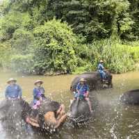 タイゾウ保護センターへ最愛のゾウさん達に会いに行く1
