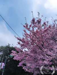 台北賞花海勝地「陽明山 竹子湖」🌸