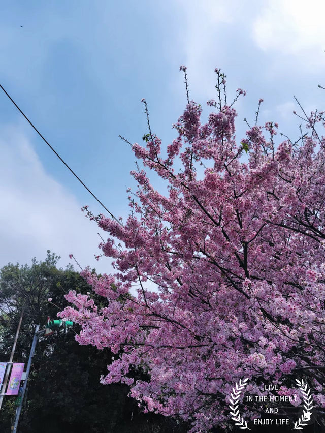 台北賞花海勝地「陽明山 竹子湖」🌸
